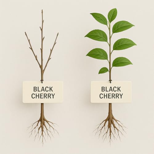 Black Mountain Cherry Tree, Live Bareroot Sapling, 12-18 inches