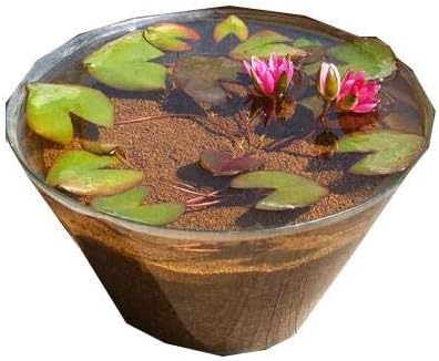 Amazon Co Jp ビオトープ 睡蓮 窓辺に一輪のnymphaea 水の女神 睡蓮 スイレン セット 姫睡蓮 ヒメスイレン 赤 説明書付 沖縄不可 休眠株 ホーム キッチン Amazon Co Jp ビオトープ 睡蓮 窓辺に一輪のnymphaea 水の女神 睡蓮 スイレン セット 姫睡蓮 ヒメスイレン 赤 説明書付 沖縄不可 休眠株 ホーム キッチン