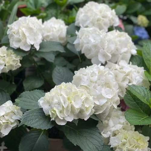 ortensia - jardín interior bonsái tagliati semi selvaggi, semenza autunno prato selvaggi, semenza autunno, perenne perenne resistenti 250pcs