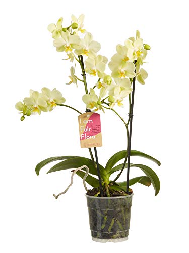 Orchid from Botanicly – Butterfly Orchid – Height: 50 cm, 2 Stems – Phalaenopsis multiflora