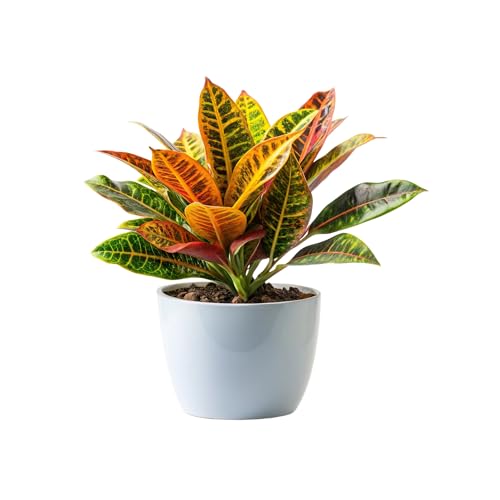 SMPLY - Planta Croton de Hojas Muy Coloridas Ideal en Interior y Exterior Resistente y Fácil de Cuidar - Maceta de Ø 14 cm