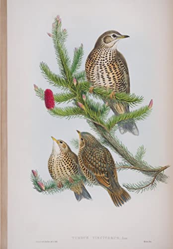 Affiches d'Art Assiette Animal Bird pour un salon style British