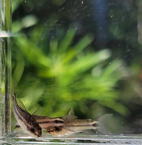 Pygmy Corydoras- Corydoras pygmaeus- 5 Pack