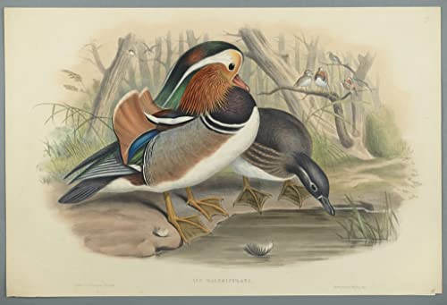 Tableau oiseau Aix Galericulata pour raviver un mur vide | Toile déco 60x90cm