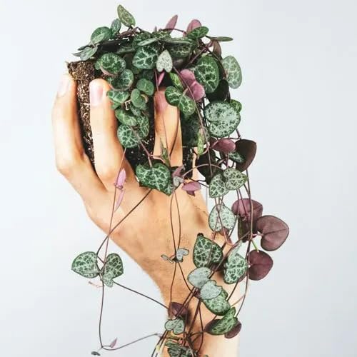 AP GARDEN String of Heart Live Plant Chain of Hearts, Ceropegia