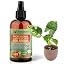 AROIDS Plants
