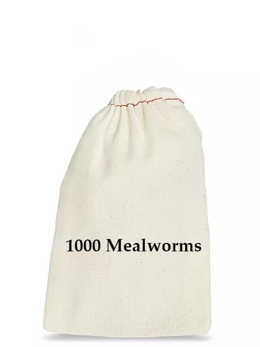 BASSETTS CRICKET RANCH 1000 Mealworms - Worms for Reptiles and Birds