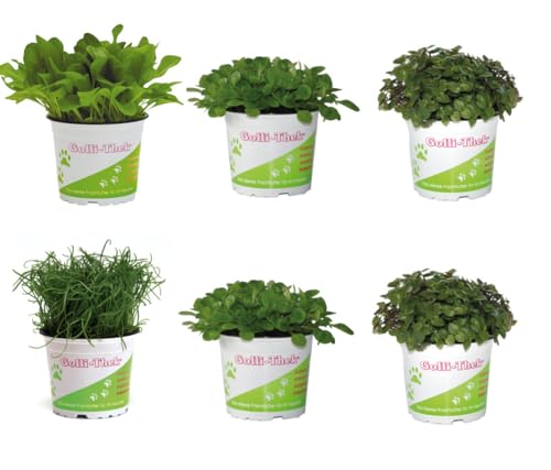 Futterpflanzen Set für Reptilien & Schildkröten 6er Mix mit Golliwoog Zicholli Ackersalat Plantolli Frische Pflanzen für Echsen Natürliches Terrarienfutter
