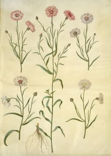 Cuadro Centaurea Cyanus de Hans Simon Holtzbecker de 60x90cm para dar vida a paredes vacías