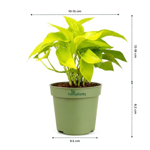 Image of Golden Money Plant with Grow Pot | Live Indoor Plant for Home Decor | Air Purifying Plant for Living Room & Office