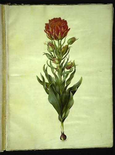 Image sur toile graffiti tulipa gesneriana pour sublimer votre décoration de chambre