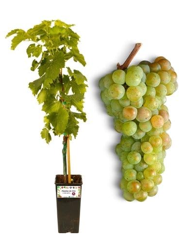 P. Piantine da Orto | Apirene Dorata Vite Senza Semi, Vaso da 2L, Pianta Pronta per Il Trapianto, Pianta Vera da Orto, da Balcone e da Esterno, Vivaio Italiano