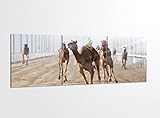 Acrylglasbilder 3 Teilig 150x50cm Sport Tier Kamel Kamele Dromedar Rennen Reiten Druck Acrylbild Acrylbilder Bilder Acrylglas 14?7747, Acrylglas Größe 6:BxH Gesamt 150cmx50cm