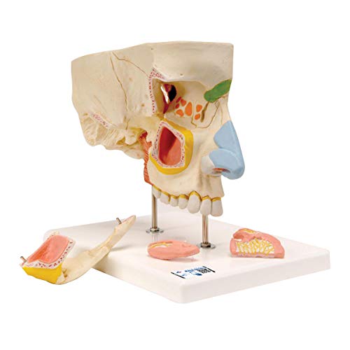 Image of 3B Scientific E20 Nose with Paranasal Sinuses 5-Part - 3B Smart Anatomy