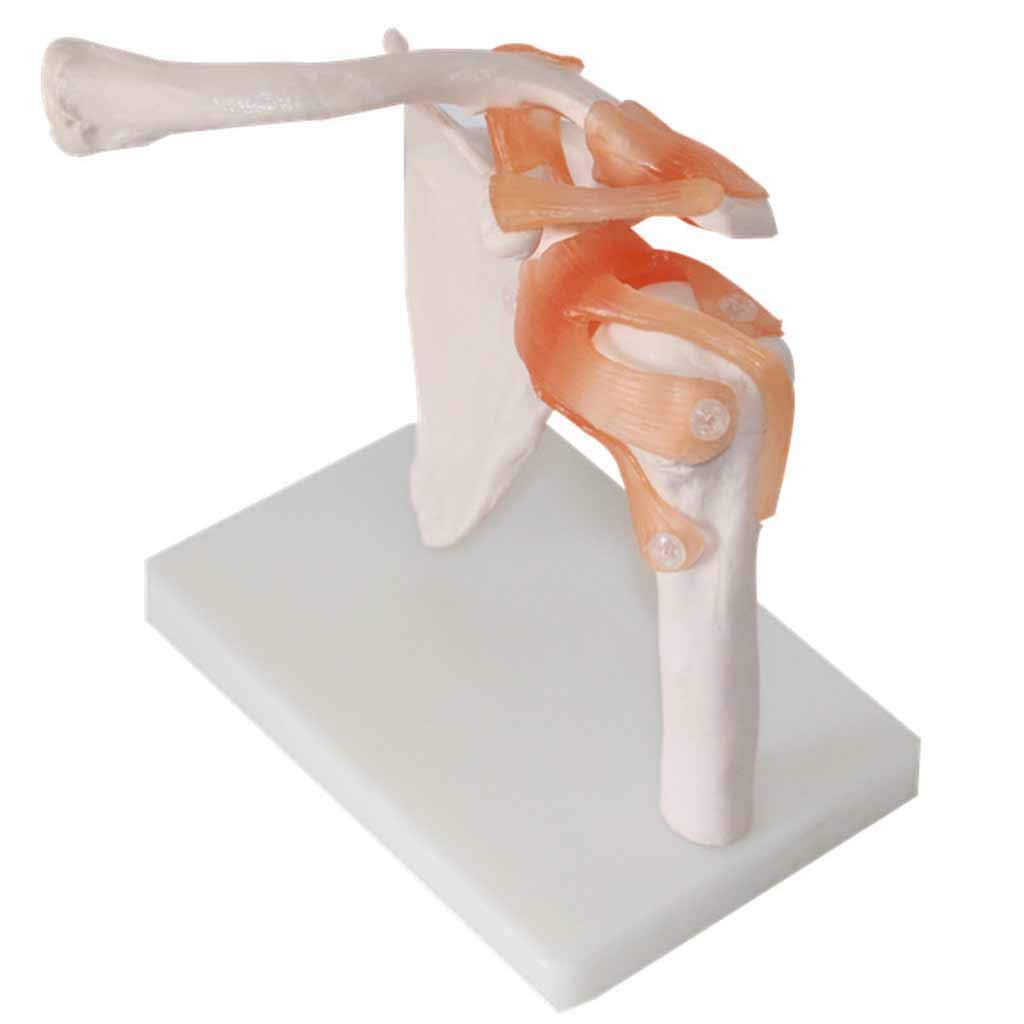 Modele Medyczne, Model Stawów Pleców, Anatomiczny O Wielkości Życia Z Taśmami Z Materiału PVC, Model Stawów Medyczno-Anatomiczny, Jako Pomoc Medyczna