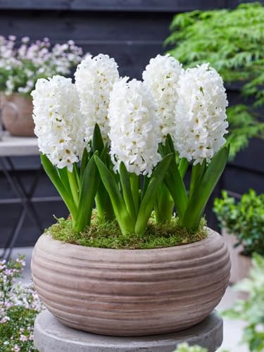 Plantogallery Hyacinth Flower Bulbs (White Pearl 1pc) (B0CLF4Z4WK) Amazon Price History, Amazon Price Tracker