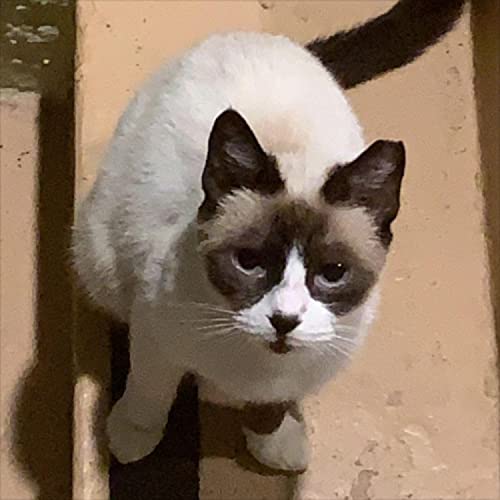 GOTKF feat. Tio Dave