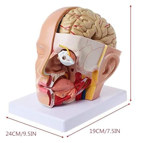 Modèle de cerveau humain AMITD 4 parties pour mémoriser facilement l'anatomie