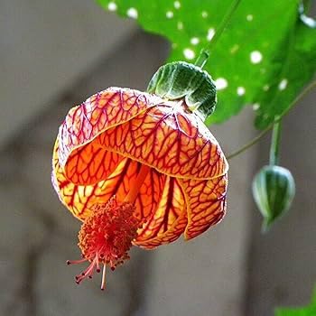 Very Beautiful Original Blooms Indian Mallow Flower Plant(Pack Of-1)/Chinese Lantern Hibiscus Healthy Live Plant Tree In Nursery Grow Bag For Home Garden(Plant Hight 1.5Feet).