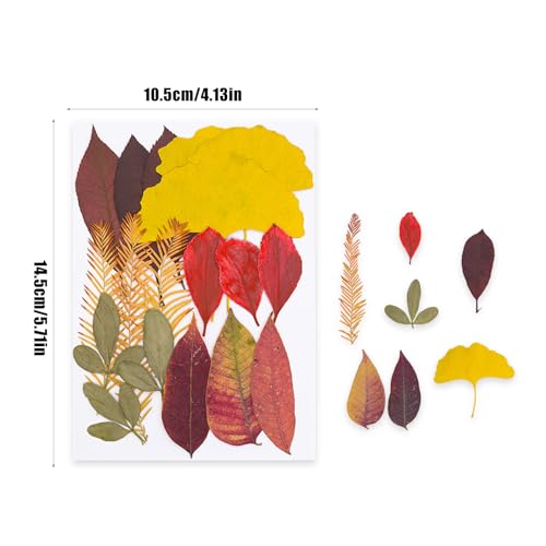 Set de Flores Naturales Prensadas para Arte y Joyería miniatura 6