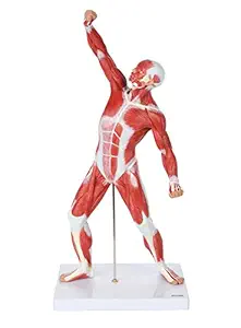 Axis Scientific 20 Mini Muscular System Model, Human Muscular Anatomy Model, Anatomy Models Human Body Muscles, Muscular Model, Includes Detailed Product Manual
