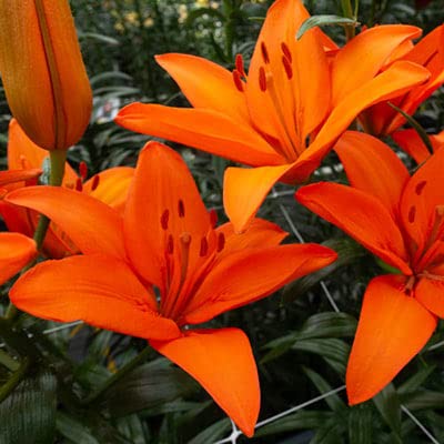 CZ Grain Asiatic Orange Lily Bulbs