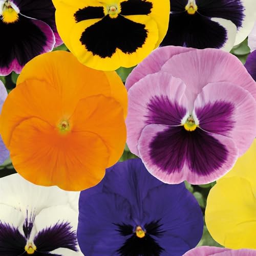Perfect Plants - Pansy Spring Mix Bedding Plants Outdoor Garden Ready - 6 x Spring Pansies Garden Ready to Plant - Outdoor Plants Great for Hanging Basket or Gifts