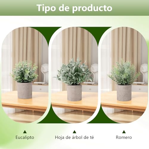 La mejor comparación de Plantas que Puedes Comprar On-line. 17 Imagen adicional