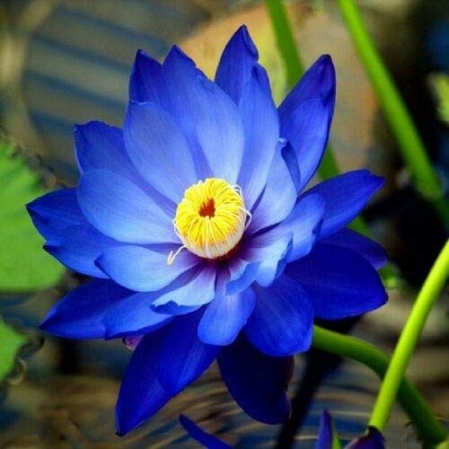 Florona Exotic Lotus Seeds Aquatic plants Water Lilly nice fragrance outdoor ponds 15 seeds (B07RXX29B3) Amazon Price History, Amazon Price Tracker
