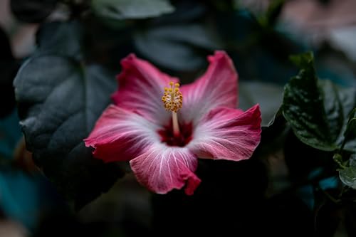 Image of Sigma 56mm F 1.4 DC DN for RF Mount (Pro Bundle)