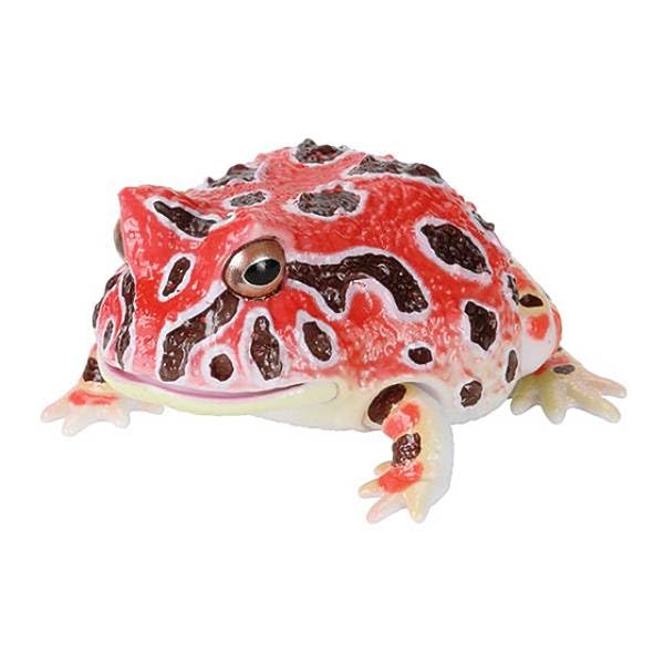 yeitao 大眼　ツノガエル　グロボーサ yeitao 大眼 ツノガエル グロボーサ