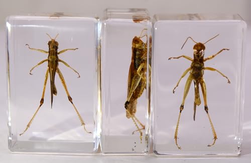 Image of 44mmm Real Grasshopper in Crystal Clear Lucite Resin Specimen Preserved GRIG Insect Taxidermy Crafts Collection for Biology Science Education & Desk Ornament Display Supplies