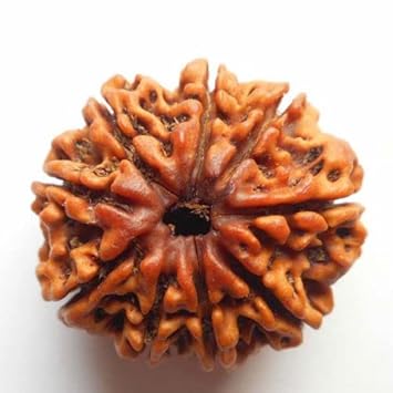 NEXG Nine Faced Rudraksha Original Pure 9 Mukhi 9 Face Brown Bead Nepali Nau Mukhi Rudraksh with Silver Capping for Men & Women ?? 