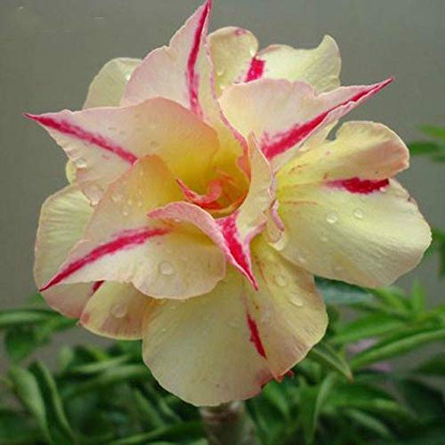 Pinkdose ® Desert Rose Seeds Flower Seeds Adenium Obesum Office Indoor Bonsai Seed Mini Seed Home Garden 1 Particles/Lo