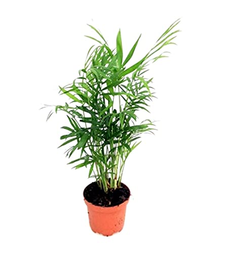 Mini Palmera de Salón DECOALIVE Chamaedorea Elegans Planta de Interior Natural