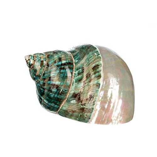Hermit Crab Shells | Turbo Shells | Half Pearl, Half Jade Green Turbo Shell 3
