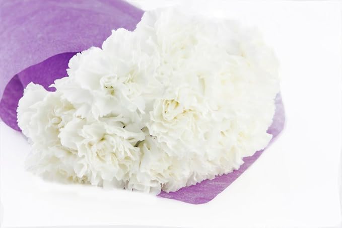 KaBloom Flowers - 24 White Carnation Without Vase - Gift for Birthday, Anniversary, Get Well, Thank You, Valentine, Mother’s Day Fresh Flowers