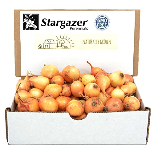 Stargazer Perennials Yellow Stuttgarter Sets