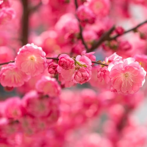 Comprar semillas de almendro Semillas de árboles, semillas de bonsái de interior Prunus triloba Decoración de sala de estar, árbol ornamental resistente, comprar árboles, bonsáis de 20pcs