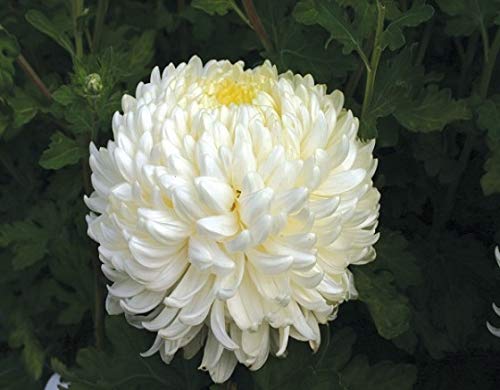Plants Point- Chrysanthemum Live Flowering Plant Pink (Guldaudi Flower Plant) (B081P6JG21) Amazon Price History, Amazon Price Tracker