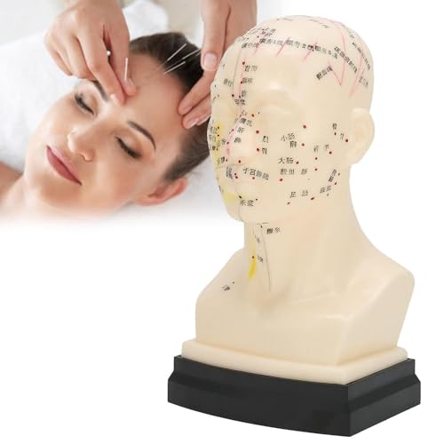 Modelo de Enseñanza Herramientas Humanas ACU, Modelo de Cabeza ACU Transparente para Puntos ACU Preciso miniatura 1