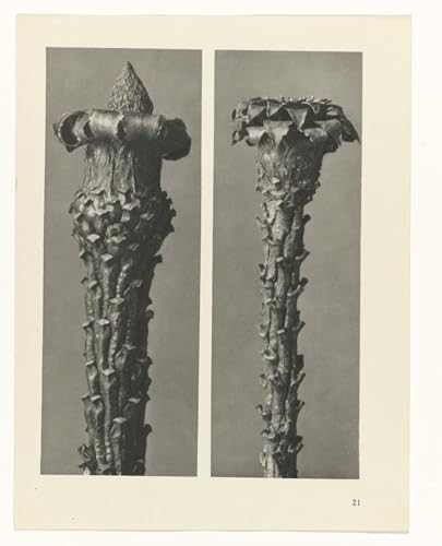 Tableaux impression botanical picture canvas art Karl Blossfeldt affiche vintage décoration 60x90cm