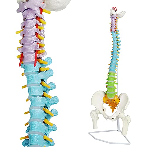 EVOTECH SCIENTIFIC Wirbelsäulenmodell, 34.3" 87cm gemalt flexibles lebensgroßes Wirbelsäulenmodell mit Ständer, Chiropraktik mit Becken, Wirbelsäule, Nerven und Wirbel, anatomisches Wirbelsäulenmodell