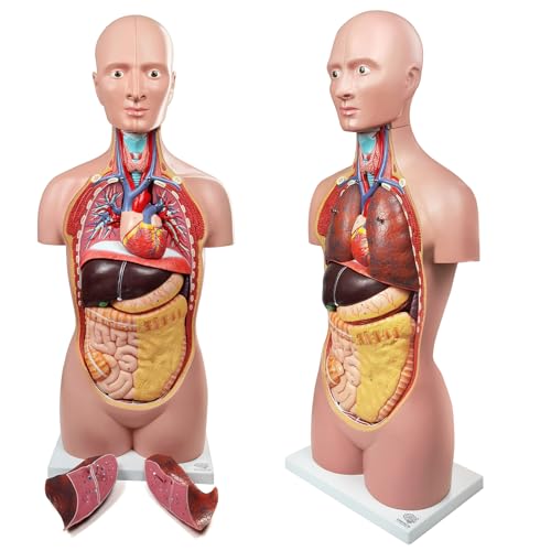 Image of EVOTECH SCIENTIFIC Deluxe Human Body Anatomical Model, 34.5 inch 12 Pcs Removable Human Torso Anatomy Model with Heart Head Skull Brain Liver Lungs for Medical Student, Lab & Classroom Use