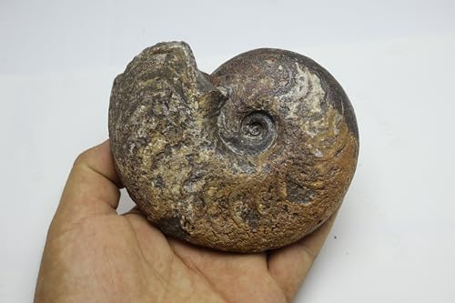 Image of Ammonite Fossil Cretaceous Fossils Fossils from Morocco Fossil Rock Ammonites Fossil A301