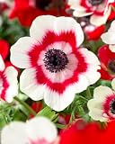 Duet Anemone Bulbs for Planting - Easy to Grow Perennial Flower Bulbs - Colorful Spring Flowers (10 Bulbs)