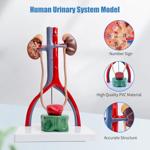 SFXYJ Male Urinary System Anatomy Model, Human Life Size Removable Bladder Kidneys Ureters and Adrenal Glands with Product Manual Card and PVC Base Labeled Numbered for Medical Education Study - Thumbnail 2