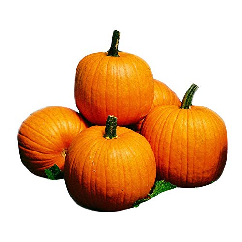 Park Seed Howden Pumpkin Seeds Non-GMO Classic Deep Orange Pumpkins for Carving & Display High-Yielding Plants 2030 lb Fruits Ribbed Halloween Favorite Pack of 25