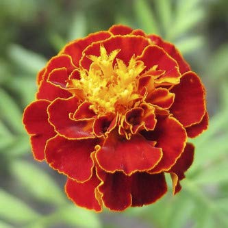 Biocarve Marigold Nana Patula Scarlet Red - Pack of 100 seeds. (B01ALOW6YW) Amazon Price History, Amazon Price Tracker