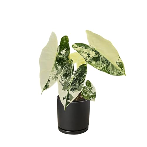 Alocasia Frydek Variegated